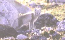 Arctic Fox